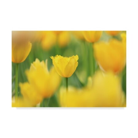 Trademark Fine Art Beata Czyzowska Young 'When Spring Is Yellow' Canvas Art, 22x32 BC00459-C2232GG